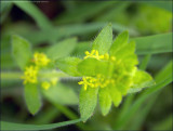 Crosswort - cruciata laevipes