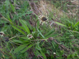 Ribwort plantain - plantago lanceolata