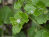 Ivy-leafed speedwell - veronica hederifolia