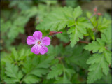 Herb robert - geranium robertianum