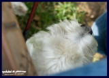 peeping pooch