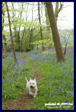 05052008 trotting through the bluebells