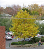 Yellow Tree and...