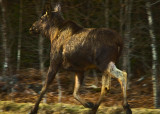 Run like Hell - european elk  (american moose)