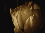 monochromatic 23. - tulip in sepia