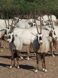 Arabian Oryx Sir Bani Yas Island Abu DHabi 5.jpg