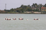 Flamingos in the Larnaca salt lake