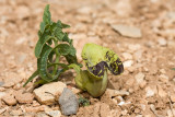 Aristolochia maurorum