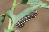 Steppepijpbloemvlinder - Eastern Steppe Festoon - Allancastria deyrollei