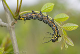 European Owl Moth - Acanthobrahmaea europaea