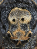 Doodshoofdvlinder - Deaths Head Hawk-moth - Acherontia atropos