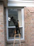 kitty clean window