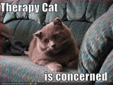 funny-pictures-therapy-cat.jpg