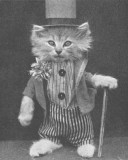  Original CAT MACRO LOL CAT meme  from 1900s by  who posed cats for real 119597675341.jpg