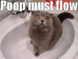 Poop_Must_Flow
