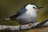 Nuthatch Closeup