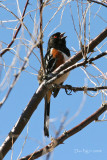 Spotted Towhee