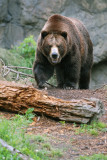 Rainy Day Grizzly Bear