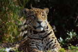 Regal Jaguar - Panthera Onca