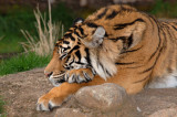 Sleepy Sumatran Tiger