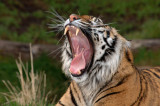Sumatran Tiger Yawn
