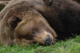 Tired Grizzly Bear