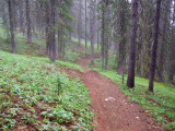 Trail to Cub  Lake