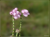 gewone dophei - Erica tetralix