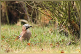 Vlaamse Gaai - Garrulus glandarius