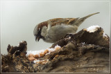 Huismus - Passer domesticus