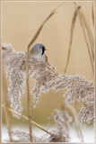 baardmannetje