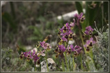 Wolzwever Ophrys - Ophrys tenthredinifera