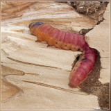 Wilgenhoutrups -Cossus cossus