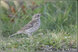 Graspieper - Anthus pratensis