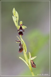 Vliegenorchis