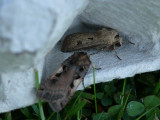 Agrotis exclamationis + Xestia c-nigrum