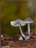 mycena spec.