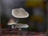 mycena spec.