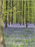 Hallerbos