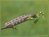  xestica ditrapezium trapeziumuil