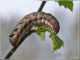 xestica ditrapezium trapeziumuil