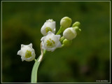 Lelietje-van-dalen of meiklokje - Convallaria majalis