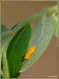 eggs from Ladybird