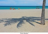 018 Palm Shadow.jpg