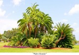 115 Palm Cluster.jpg