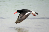 South Island Oystercatcher.jpg