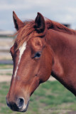 ID8Z9920 copy.jpg