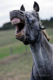 Vegan Teeth