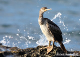 European Shag