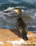 European Shag